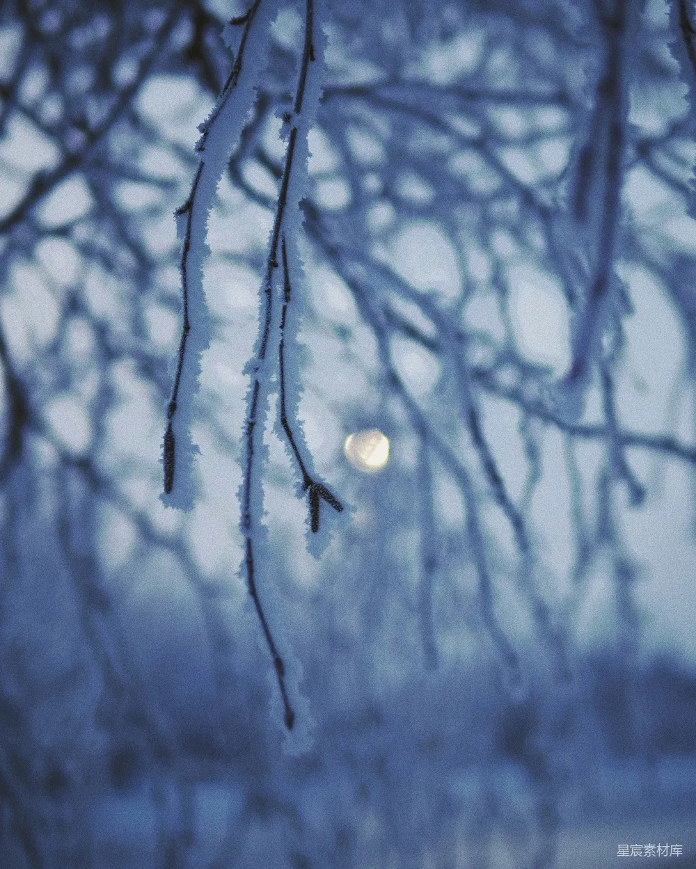 高清摄影 雪景 月光 冬季 自然 静谧 冬夜月光下的雪枝