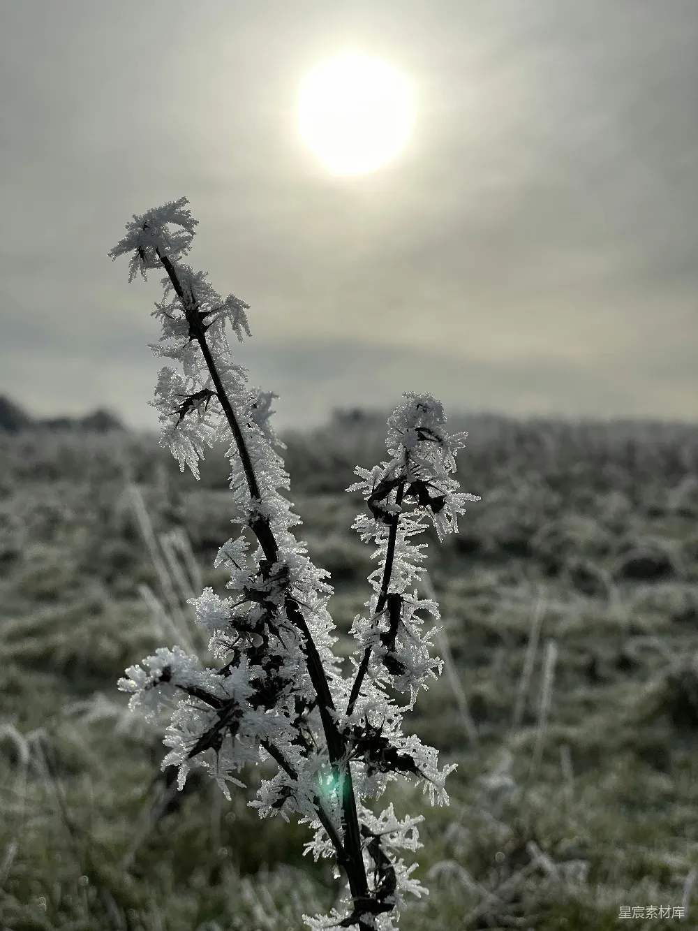 高清摄影 霜花 自然 冬季 晨景 宁静 晨光中的霜花