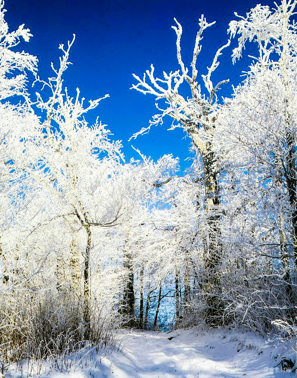 高清摄影 冬季 雪景 自然风光 冰挂 户外 冬日雪景：冰挂树枝与蓝天