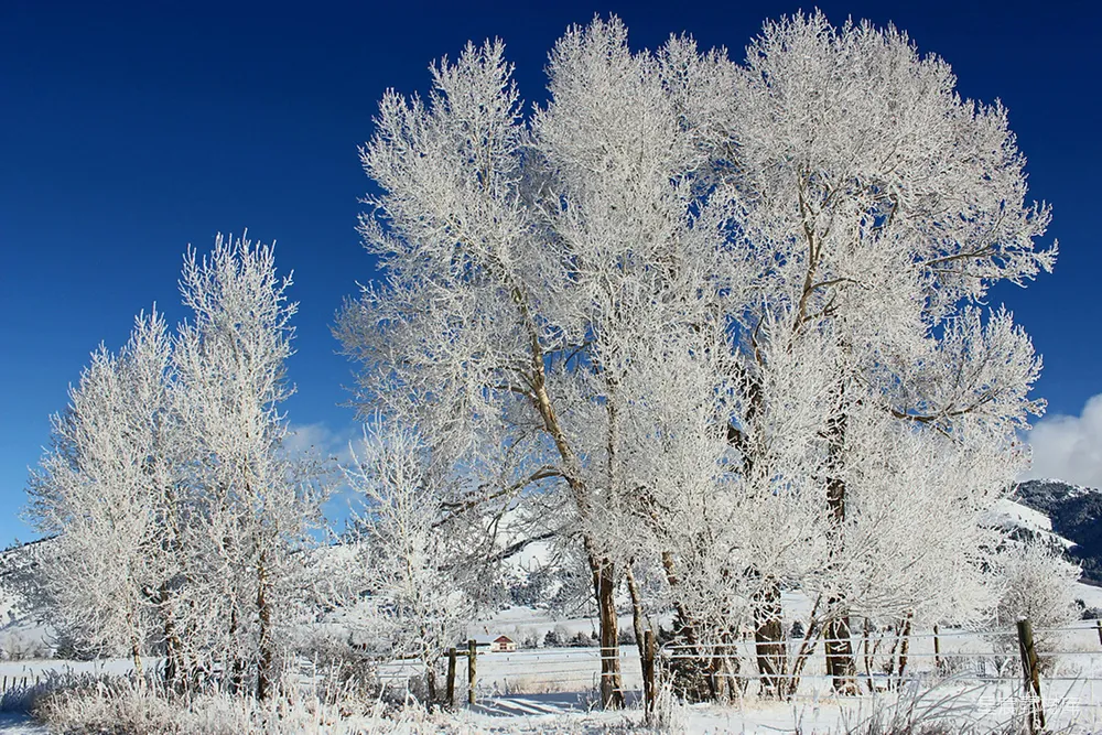 高清摄影 冬景 自然风光 霜花 雪景 宁静 冬日雪景中的霜花树