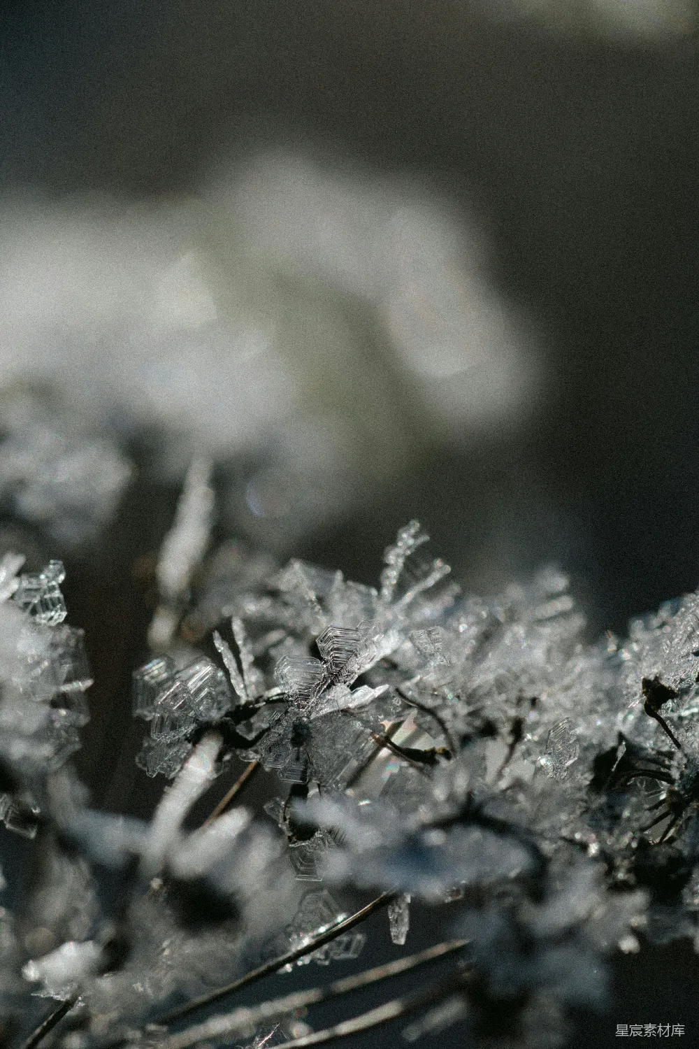 高清摄影 雪晶 微观摄影 自然之美 冬季 纯净 雪晶的微观世界