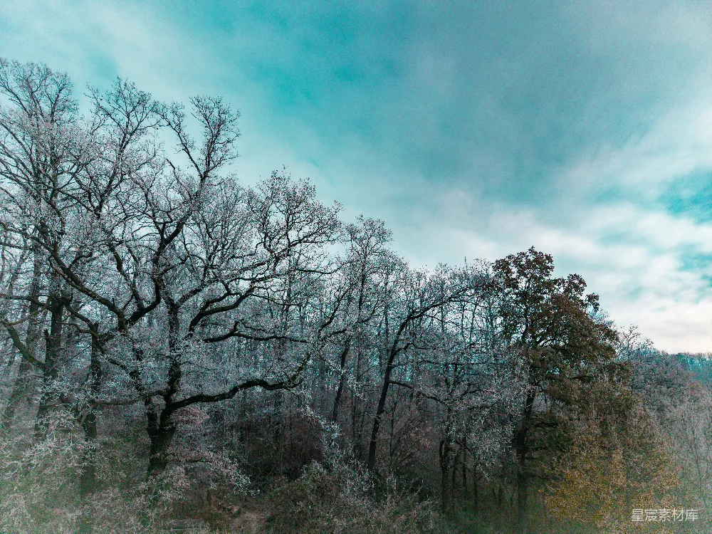 高清摄影 冬日 森林 宁静 自然 风景 冬日森林的静谧之美