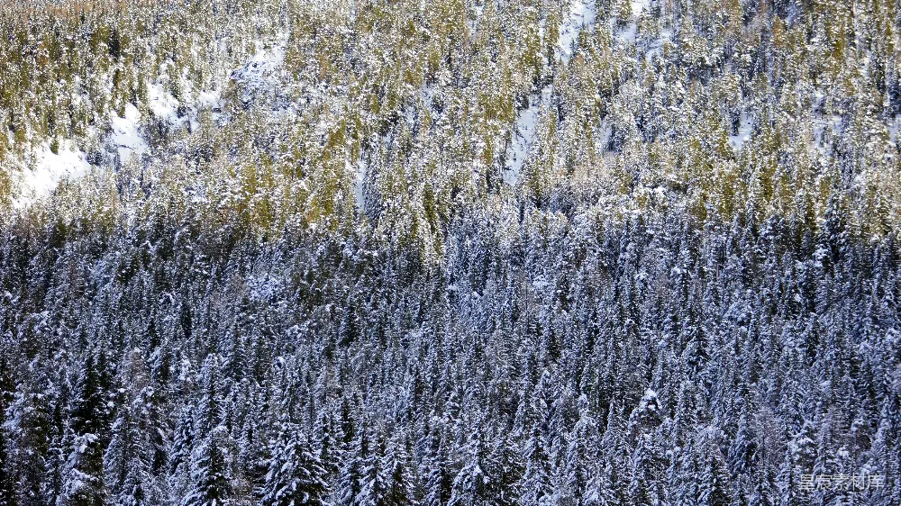 高清摄影 冬季 自然风光 森林 雪景 宁静 雪后的松树林