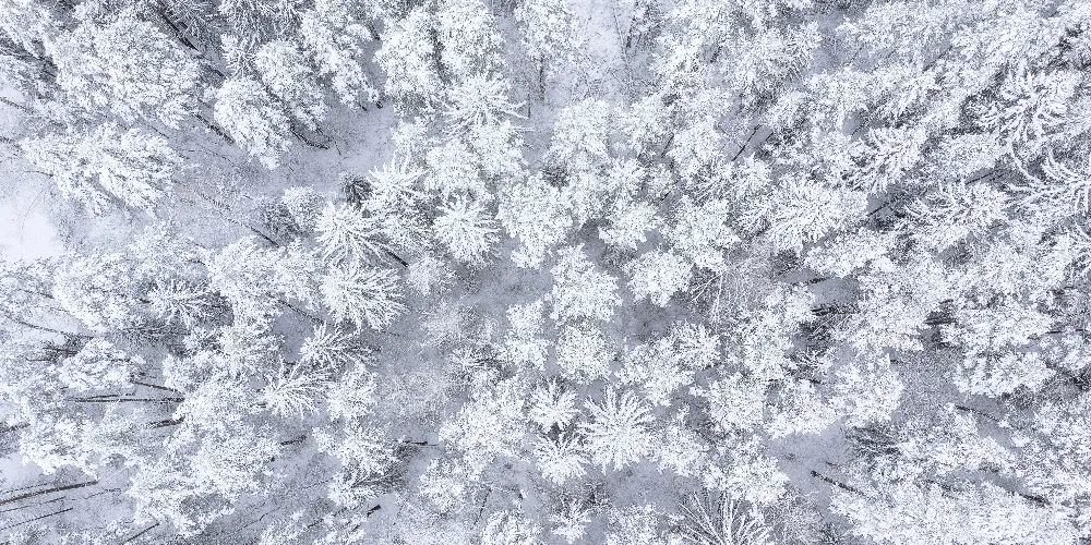 高清摄影 雪景 森林 俯瞰 冬季 自然 雪后的森林俯瞰图