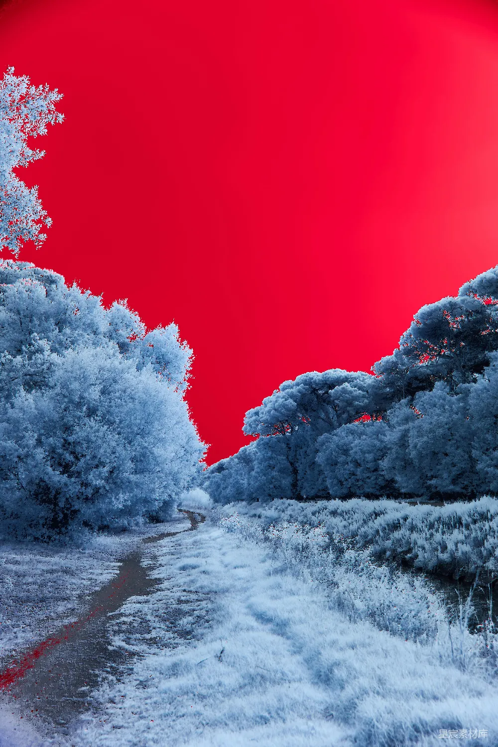 高清摄影 冬日 森林 红色天空 雪景 自然 红色天空下的冬日森林