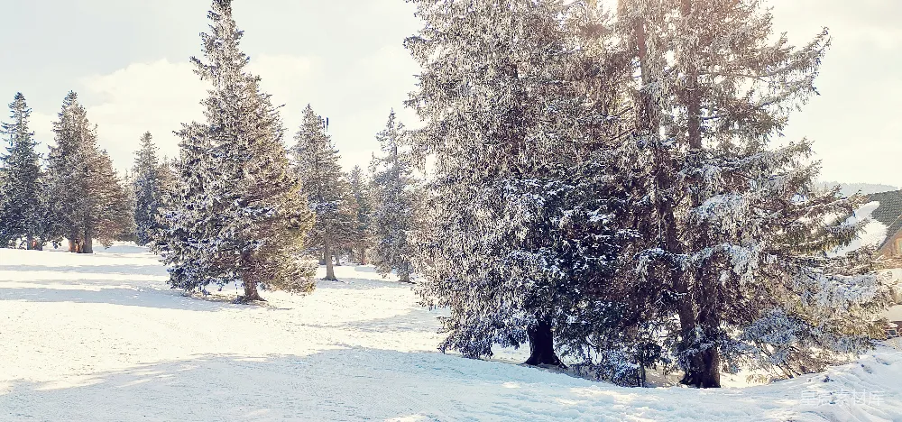 高清摄影 雪景 自然风光 冬季 宁静 户外 冬日雪景中的松树