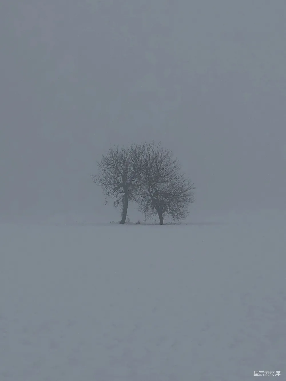 高清摄影 冬季 雪景 孤独 自然 宁静 雪雾中的孤树