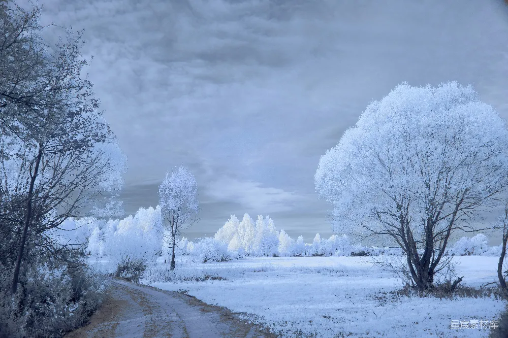 高清摄影 冬季 自然风光 雪景 霜花 宁静 冬日仙境中的霜花树