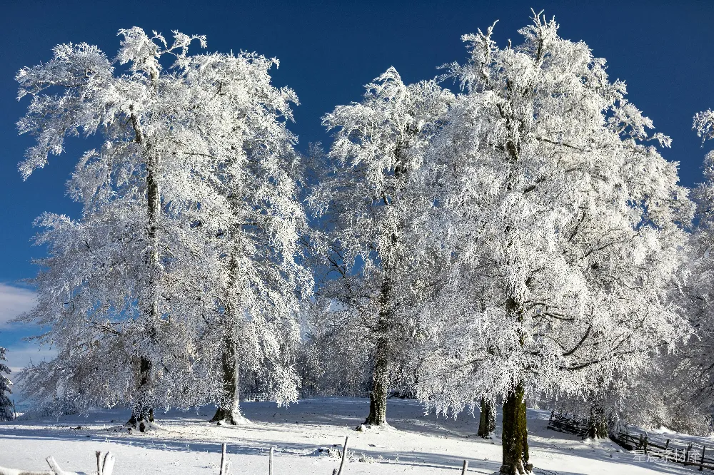 高清摄影 冬季 雪景 自然风光 户外 宁静 冬日雪景下的松树