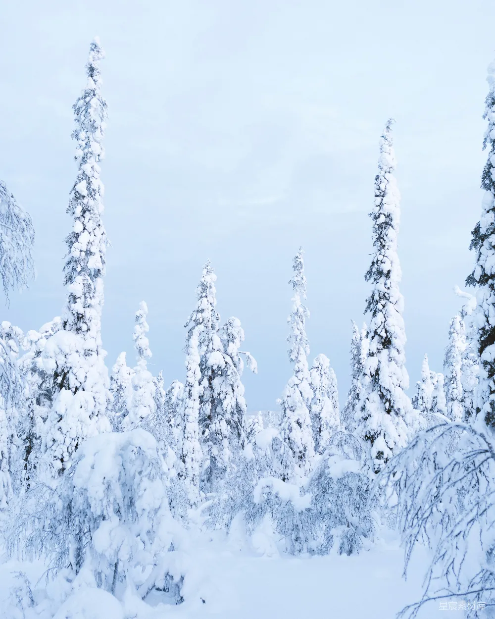 高清摄影 雪景 森林 冬季 自然 宁静 冬日雪林