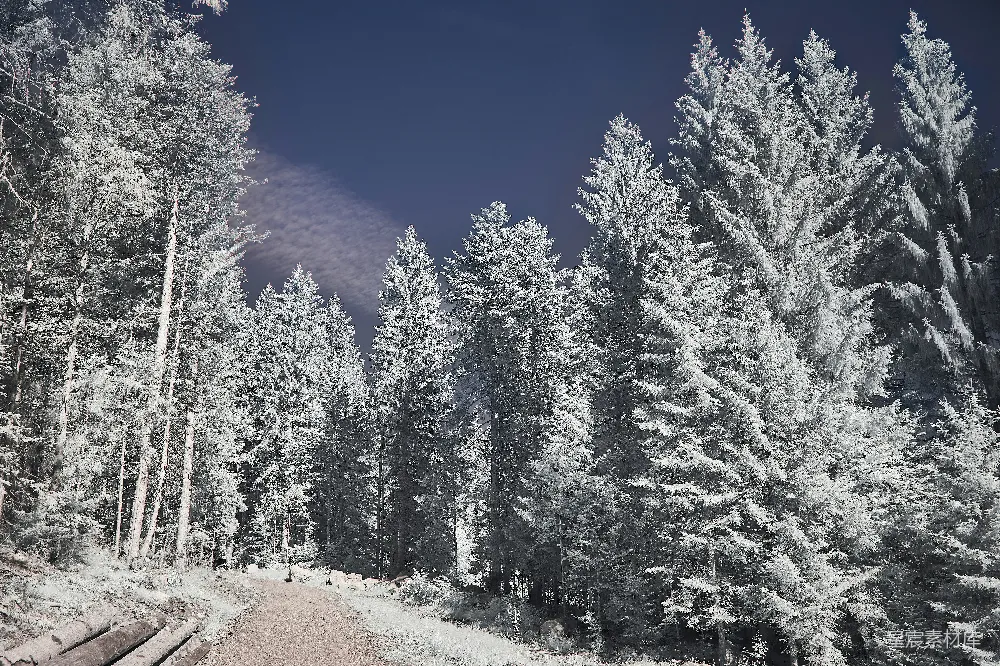 高清摄影 雪景 森林 冬季 宁静 自然 雪后森林的静谧