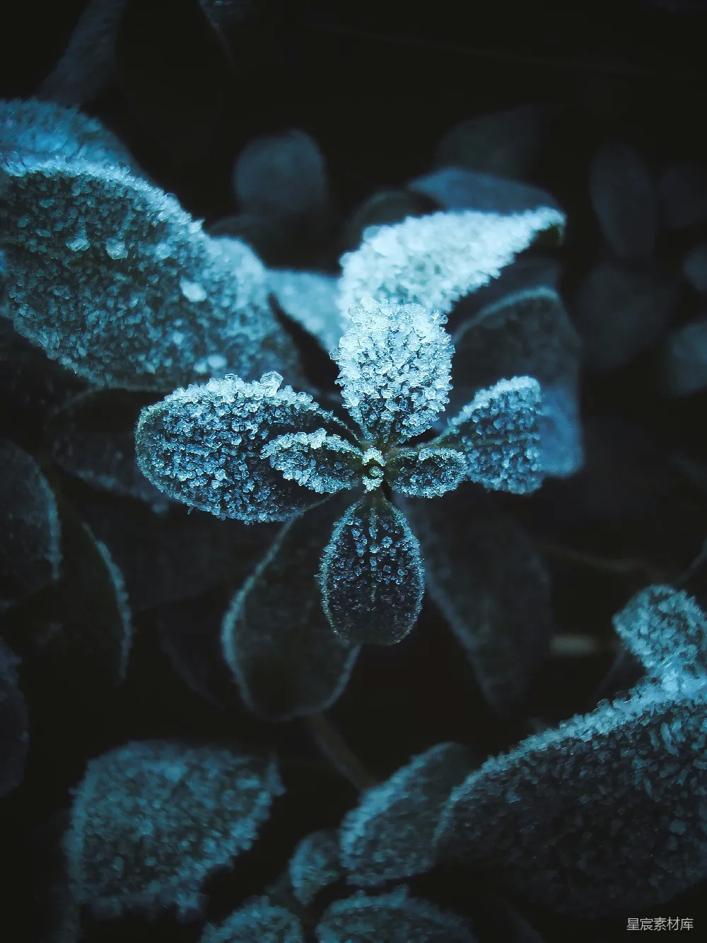 高清摄影 植物 冰晶 自然 冬季 冷色调 冰晶覆盖的植物