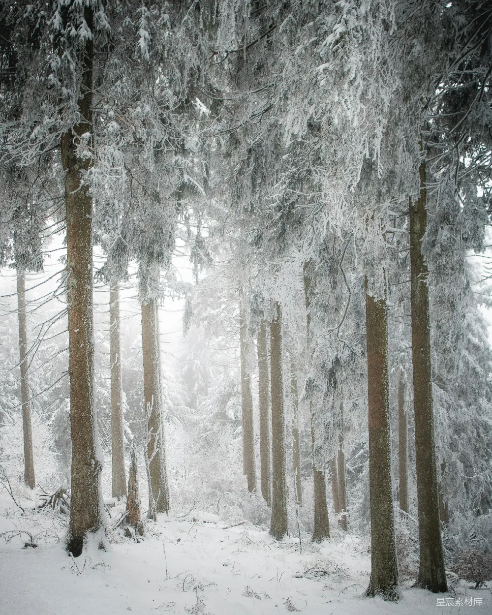 高清摄影 雪景 森林 宁静 自然 冬季 冬日雪林