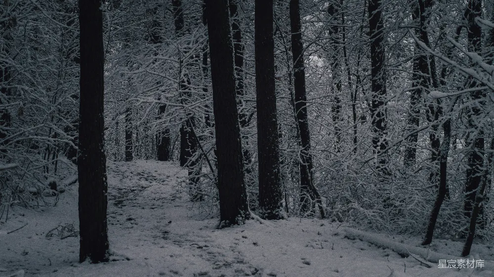 高清摄影 雪景 森林 宁静 冬季 自然 雪后的森林小径