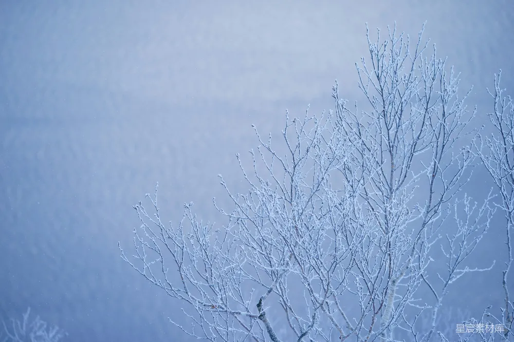 高清摄影 冬季 自然 雪景 静谧 冷色调 冬日霜冻的树枝