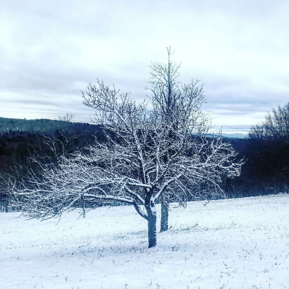 高清摄影 冬季 雪景 自然 孤独 宁静 冬日孤树