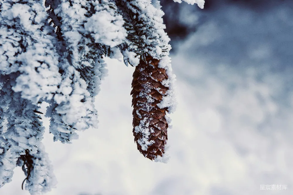 高清摄影 雪景 自然 冬季 松果 宁静 冬日松果