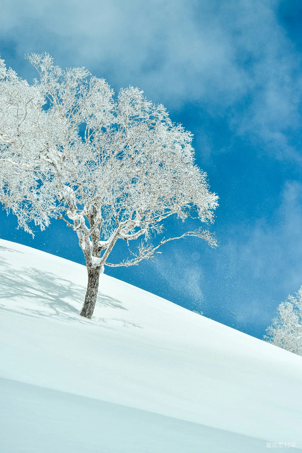高清摄影 雪景 冬季 自然风光 孤树 宁静 冬日雪景中的孤树