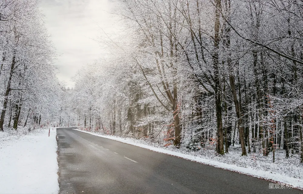 高清摄影 冬季 森林 雪景 宁静 自然 冬日林间小道