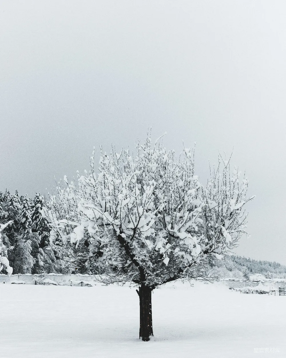 高清摄影 冬季 雪景 自然 孤独 宁静 冬日雪中的孤独树