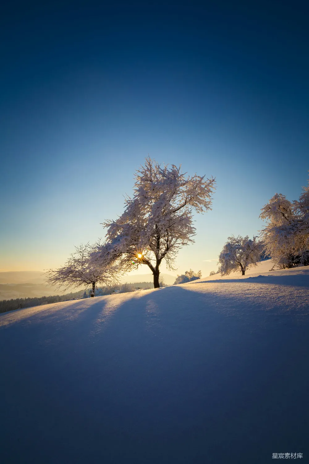 高清摄影 冬日 雪景 清晨 自然 宁静 冬日清晨的雪景
