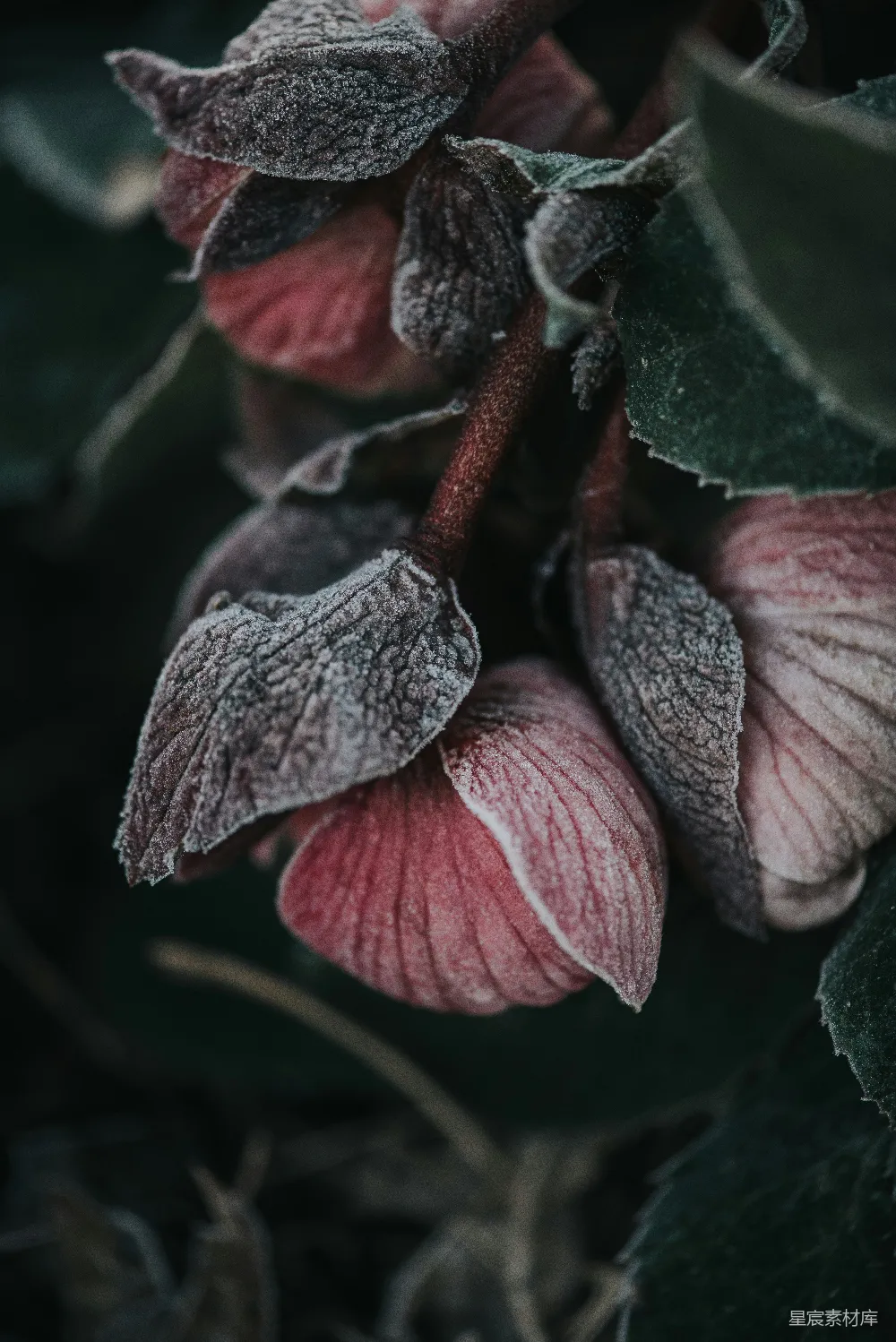 高清摄影 自然 冬季 霜冻 花朵 摄影 霜花下的粉色花朵