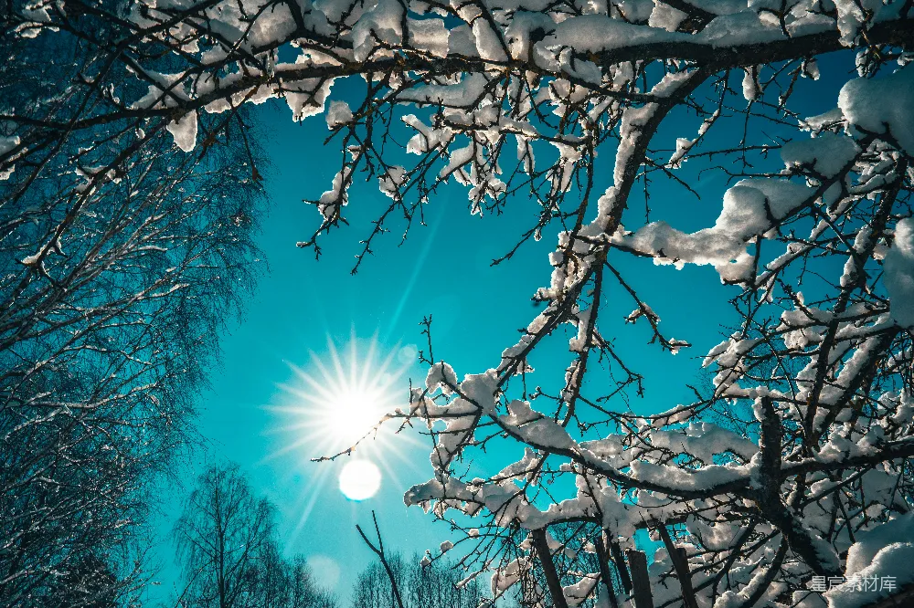 高清摄影 冬季 自然风光 雪景 阳光 宁静 冬日阳光下的雪树