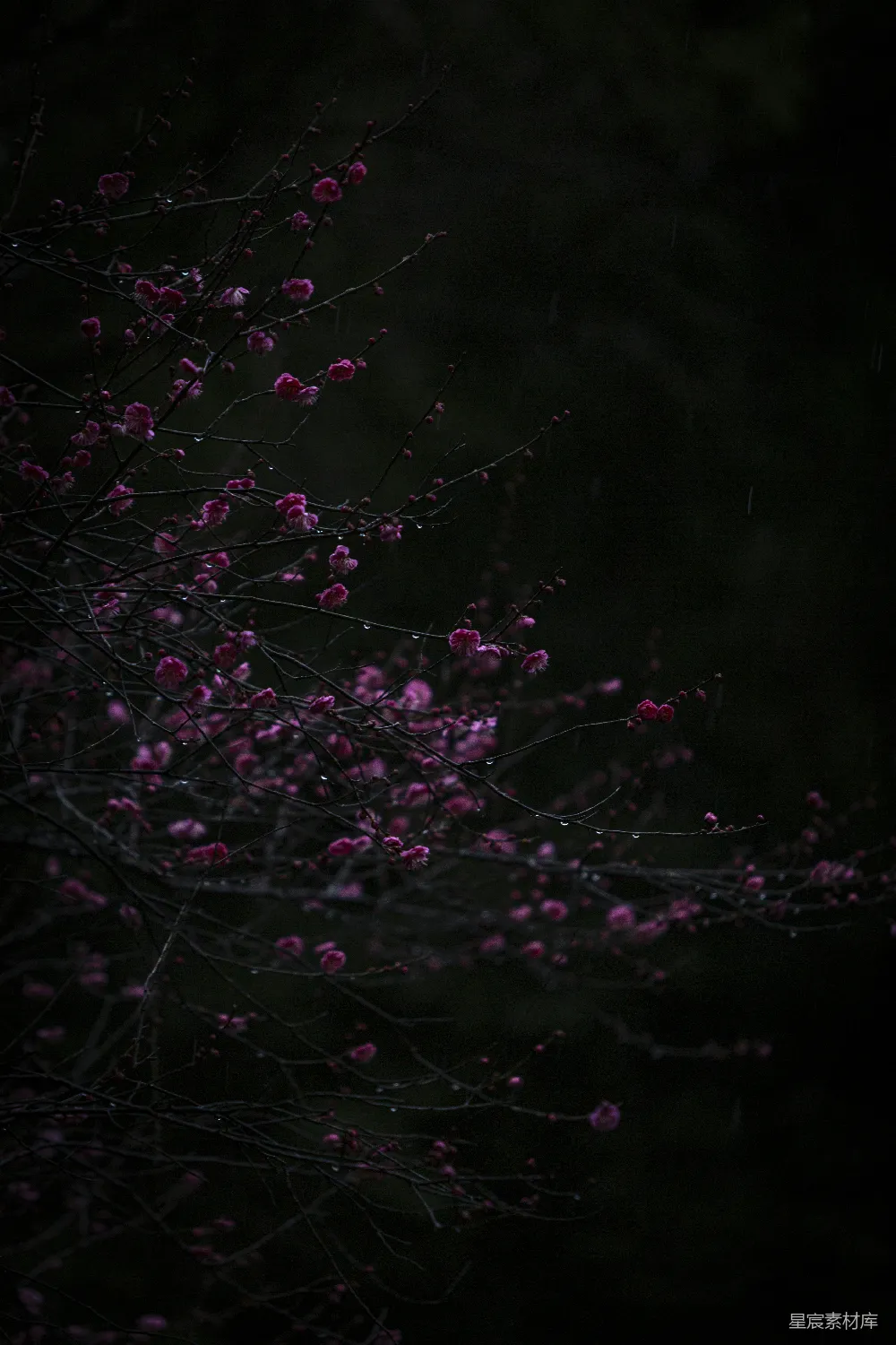 高清摄影 梅花 雨景 自然 暗调 诗意 雨夜中的梅花