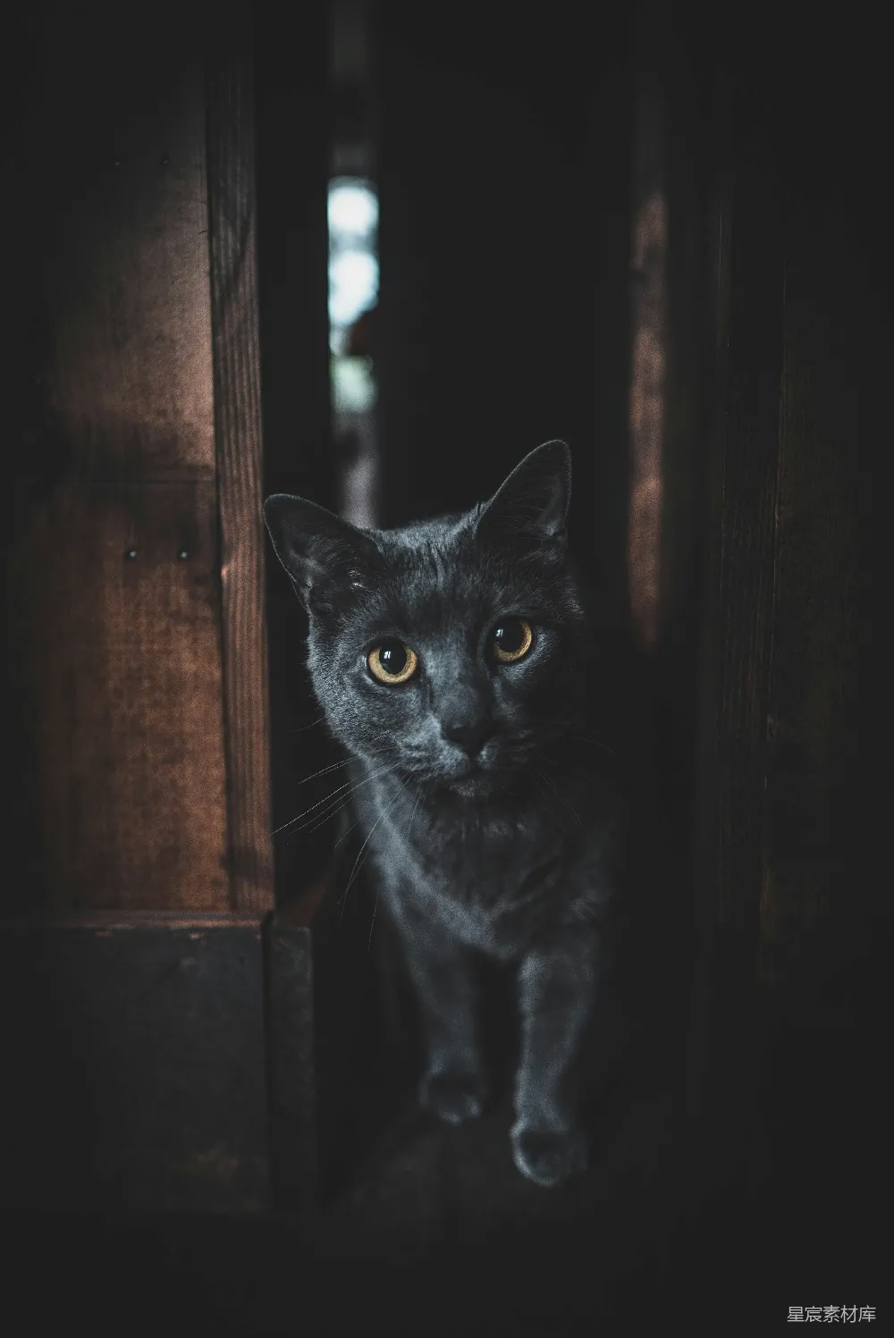高清摄影 猫 神秘 黑暗 肖像 动物 神秘的黑猫