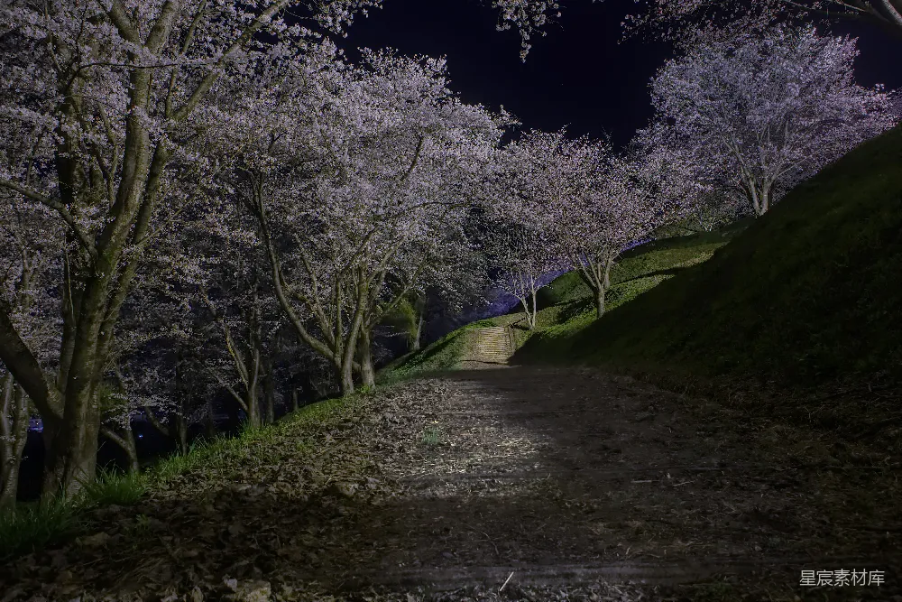 高清摄影 夜晚 樱花 自然 小径 浪漫 夜晚的樱花小径