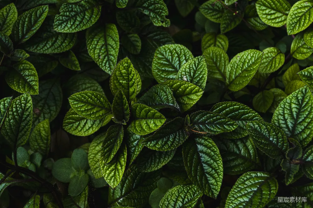 高清摄影 植物 自然 绿色 纹理 生态 生机勃勃的绿色植物特写