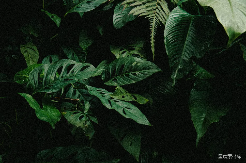 高清摄影 植物 深绿 热带 夜间 自然 深绿色热带植物的夜景