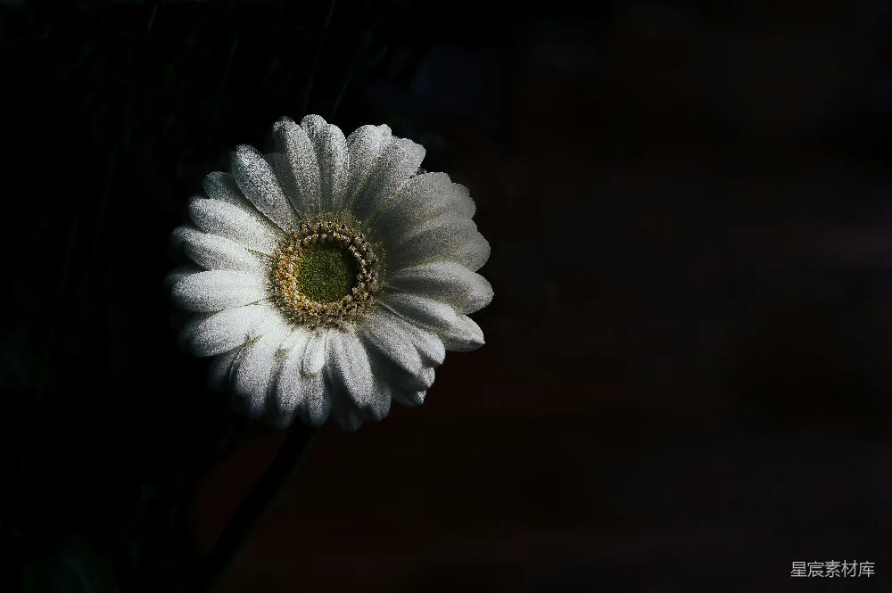 高清摄影 花朵 静谧 自然 光影 背景 静谧中的白色雏菊
