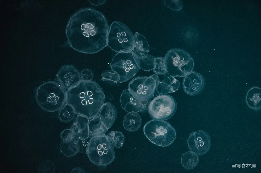 高清摄影 水母 梦幻 海洋 自然 生物 梦幻般的水母群