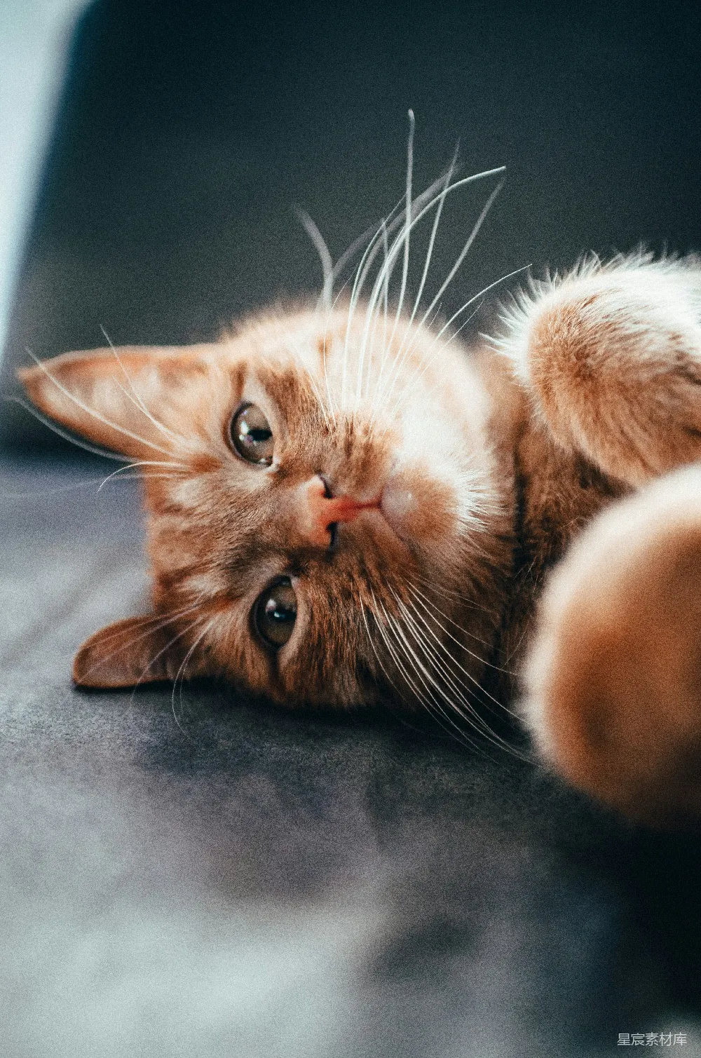 高清摄影 猫咪 宠物 特写 可爱 萌 萌宠：橙色小猫的特写