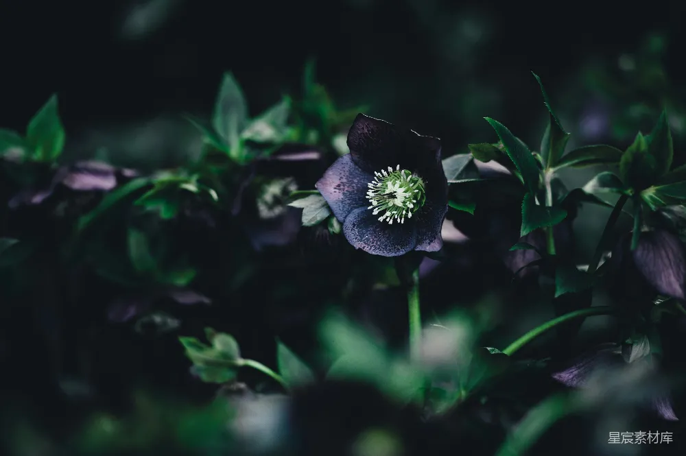 高清摄影 花朵 深色调 自然 静谧 摄影 幽暗中的神秘花影