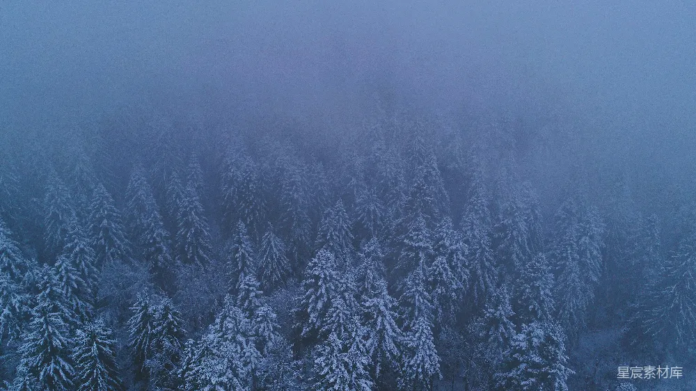 高清摄影 雪景 自然风光 森林 冬季 宁静 雪中的松树林