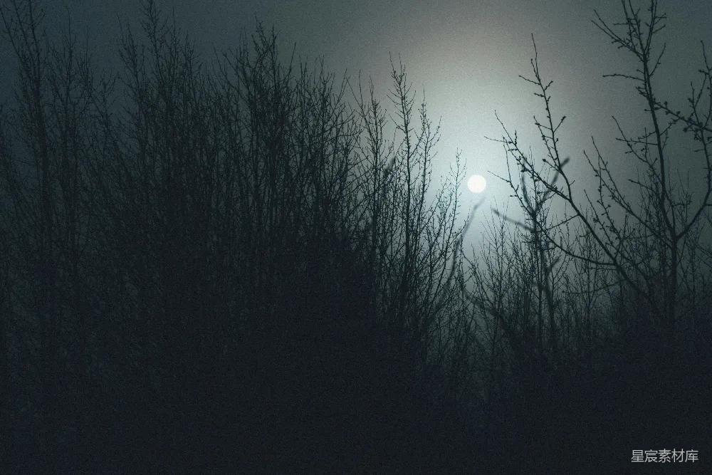 高清摄影 夜晚 森林 月光 神秘 自然 月光下的树林