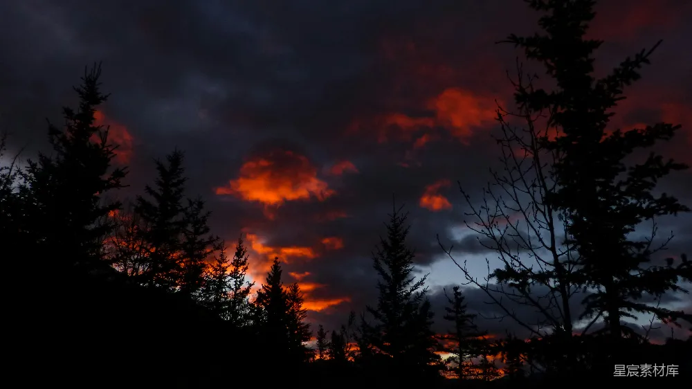 高清摄影 自然风光 日落 森林 剪影 宁静 暮色中的森林剪影