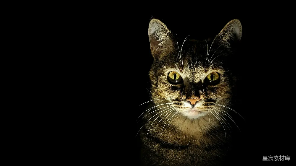 高清摄影 猫 黑暗 神秘 动物 肖像 神秘的猫眼