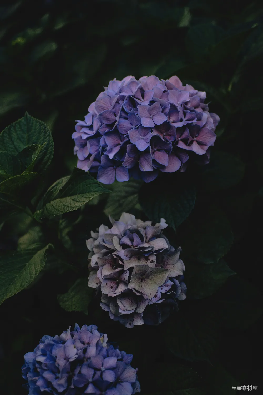 高清摄影 绣球花 紫色 花卉 自然 摄影 紫色绣球花