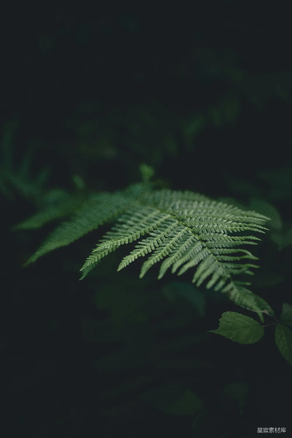 高清摄影 蕨叶 自然 深色背景 植物 森林 幽暗森林中的蕨叶