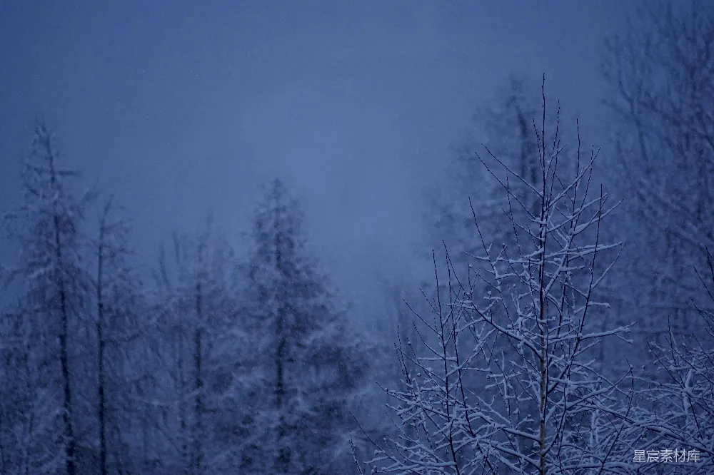 高清摄影 雪景 冬季 自然 宁静 冷色调 雪夜中的森林