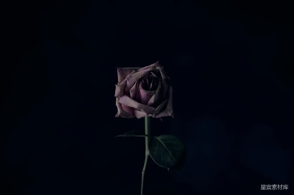 高清摄影 玫瑰 暗夜 静谧 情感 自然 暗夜中的玫瑰