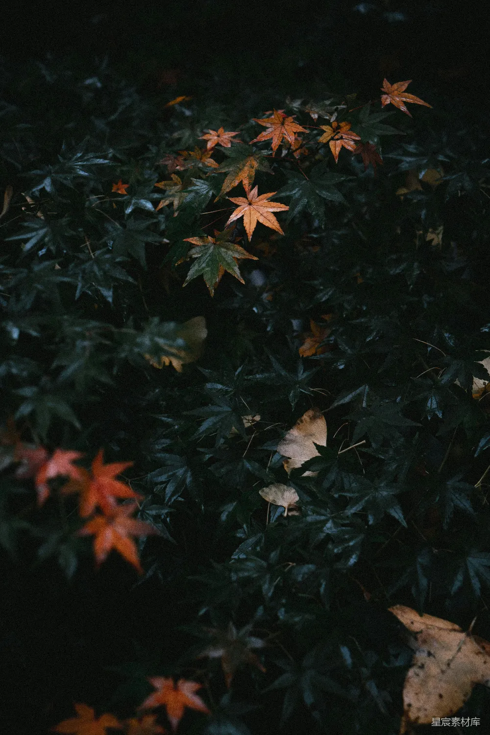 高清摄影 秋景 自然 枫叶 深色背景 秋天 秋日的枫叶