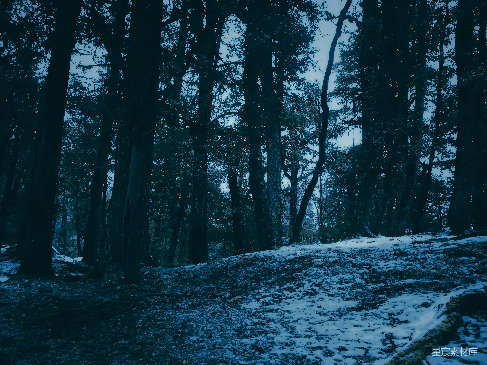 高清摄影 森林 雪景 宁静 冬日 自然 冬日森林的静谧
