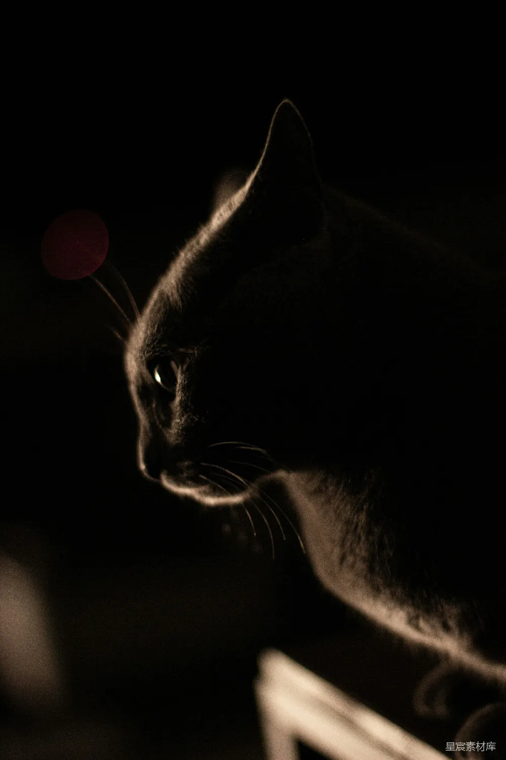 高清摄影 猫 剪影 夜晚 神秘 动物 黑猫剪影