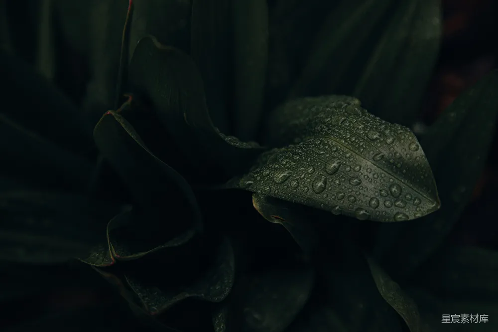 高清摄影 植物 自然 露珠 清晨 绿叶 晨露中的绿叶