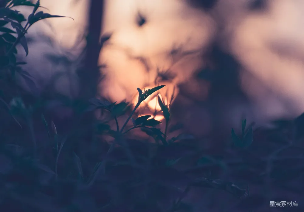 高清摄影 黄昏 自然 植物 光影 静谧 黄昏中的绿植