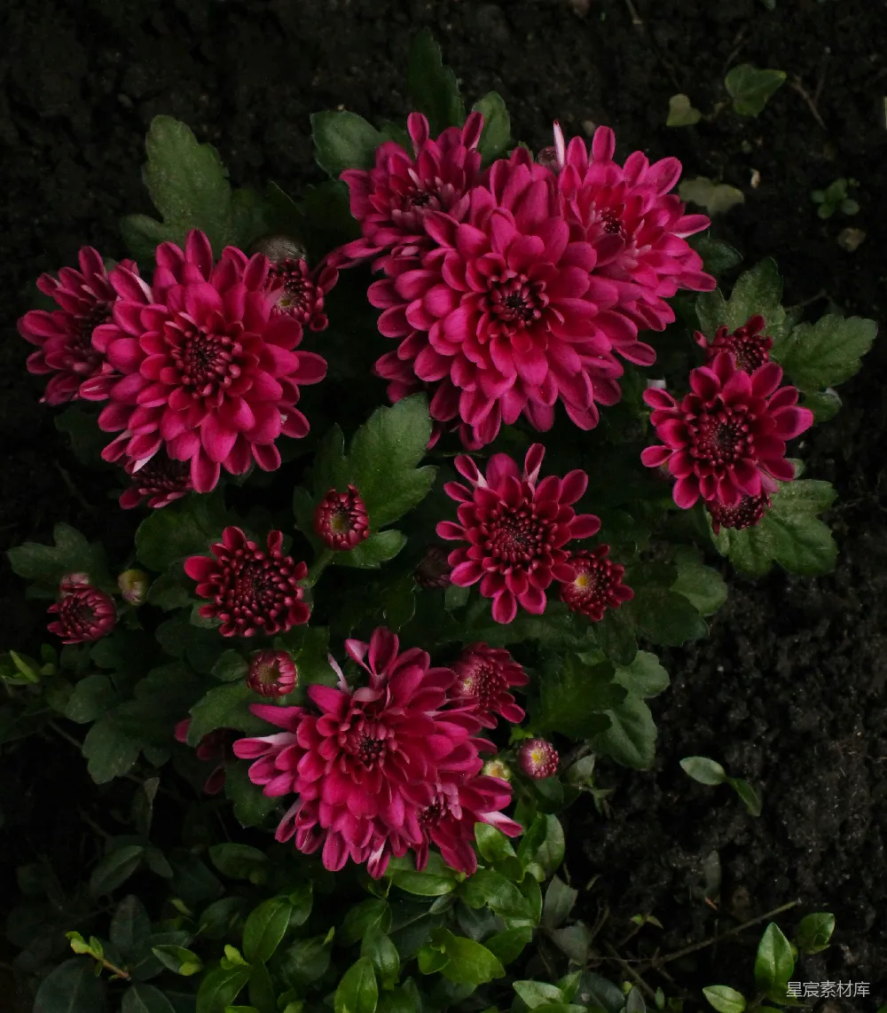 高清摄影 菊花 花卉 深红色 自然 秋季 深红色菊花盛开